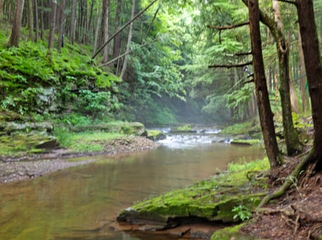 An image featuring water, plant, ecoregion, fluvial landforms of streams, tree, natural landscape, wood, watercourse, biome, terrestrial plant at 459 Pine Hill Dr.