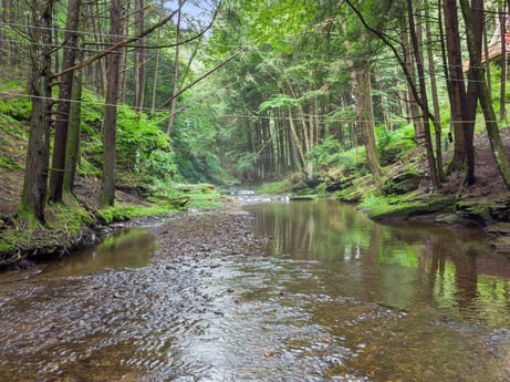 An image featuring water, plant, plant community, tree, fluvial landforms of streams, natural landscape, spring, terrestrial plant, lake, trunk at 459 Pine Hill Dr.