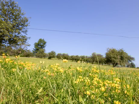 An image featuring flower, sky, plant, people in nature, natural landscape, tree, grass, herbaceous plant, agriculture, plain at 17899 US-6.