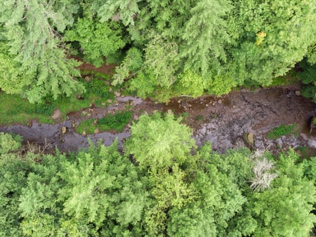 An image featuring plant, plant community, ecoregion, leaf, terrestrial plant, vegetation, natural landscape, tree, evergreen, woody plant at 459 Pine Hill Dr.