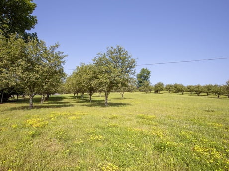 An image featuring sky, plant, flower, natural landscape, tree, land lot, vegetation, grassland, people in nature, plain at 17899 US-6.