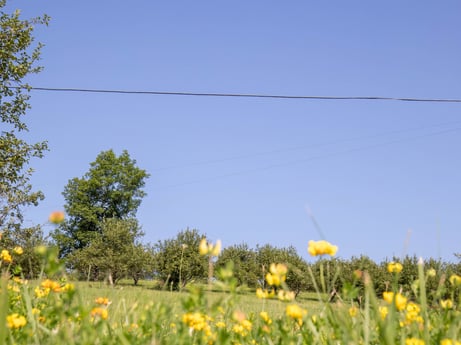 An image featuring flower, sky, plant, natural landscape, tree, land lot, yellow, people in nature, grassland, agriculture at 17899 US-6.