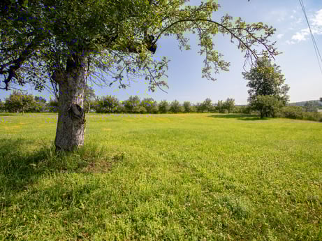 An image featuring plant, sky, green, tree, natural landscape, land lot, people in nature, agriculture, grass, cloud at 17899 US-6.