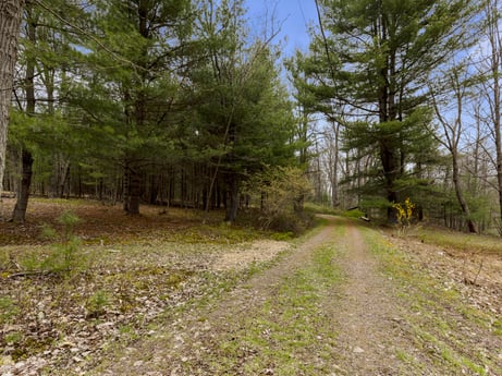 An image featuring plant, sky, tree, natural landscape, branch, wood, larch, land lot, grass, groundcover at English Hollow Ln.