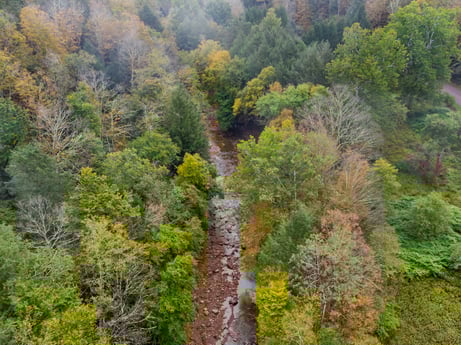 An image featuring plant, natural landscape, tree, larch, evergreen, deciduous, groundcover, road, landscape, shrub at Nordmont Rd.