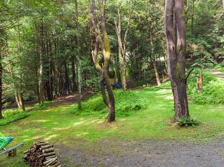 An image featuring plant, plant community, green, natural landscape, tree, branch, wood, terrestrial plant, trunk, grass at 459 Pine Hill Dr.
