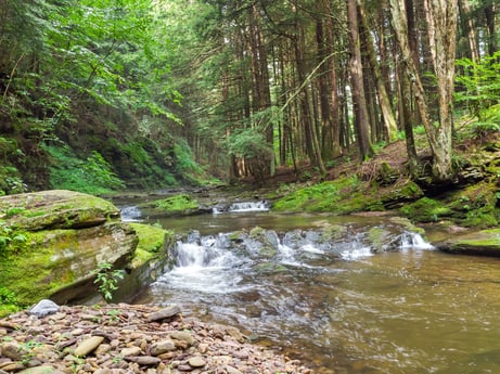 An image featuring water, plant, tree, fluvial landforms of streams, natural landscape, terrestrial plant, watercourse, spring, landscape, groundcover at 459 Pine Hill Dr.