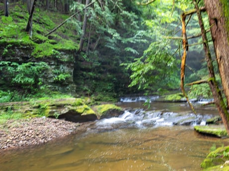 An image featuring water, plant, plant community, ecoregion, leaf, natural landscape, fluvial landforms of streams, terrestrial plant, wood, biome at 459 Pine Hill Dr.