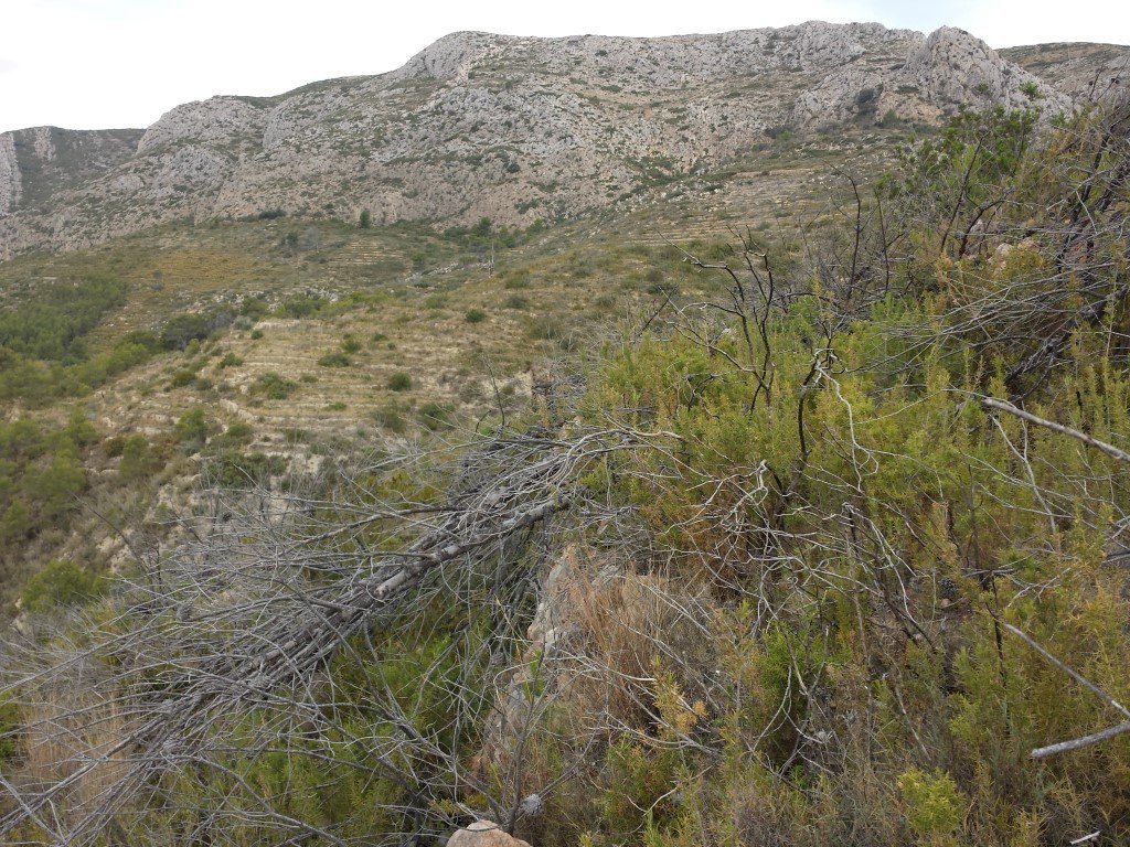 Se vende parcela en pedreguer con licencia de construccion - 4