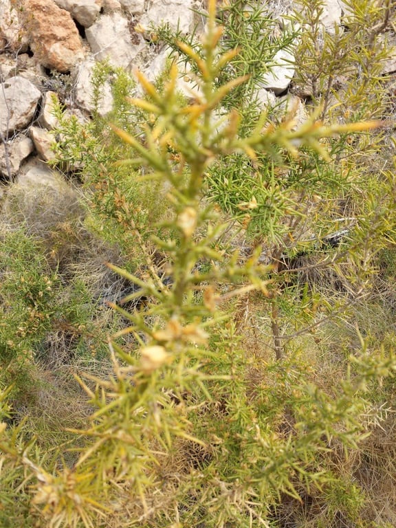 Se vende parcela en pedreguer con licencia de construccion - 17