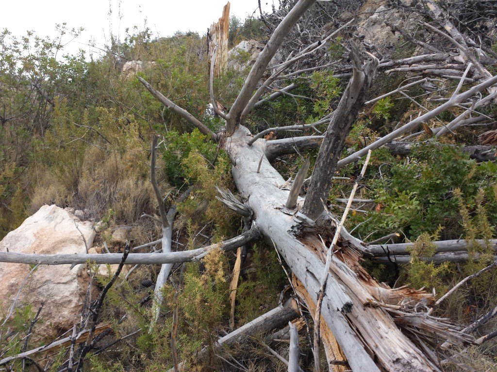 Se vende parcela en pedreguer con licencia de construccion - 9