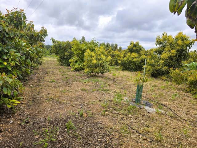 Plot / land in Pego, 1m²