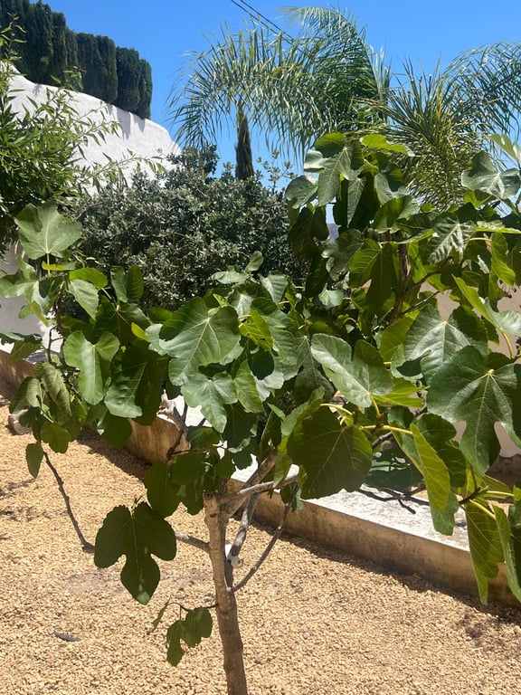 4-bed Villa in Moraira photo 18