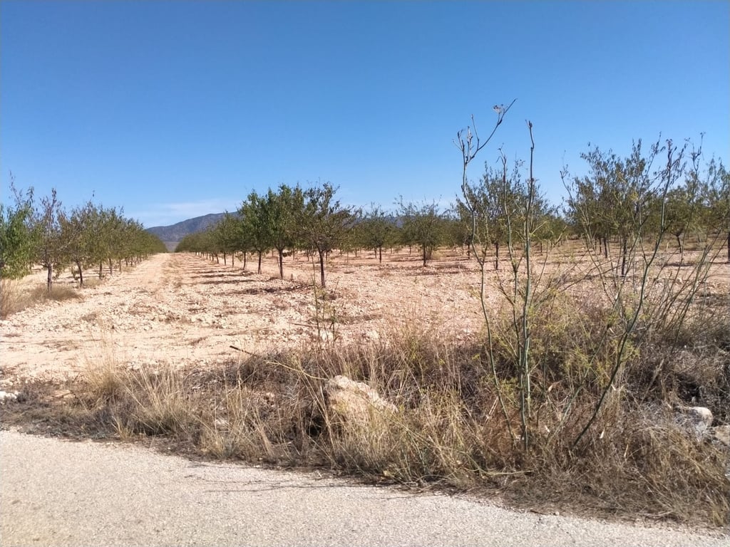 Villa de Obra Nueva Llave en Mano en Pinoso – Exclusividad, Espacio y Confort en Plena Naturaleza - 31