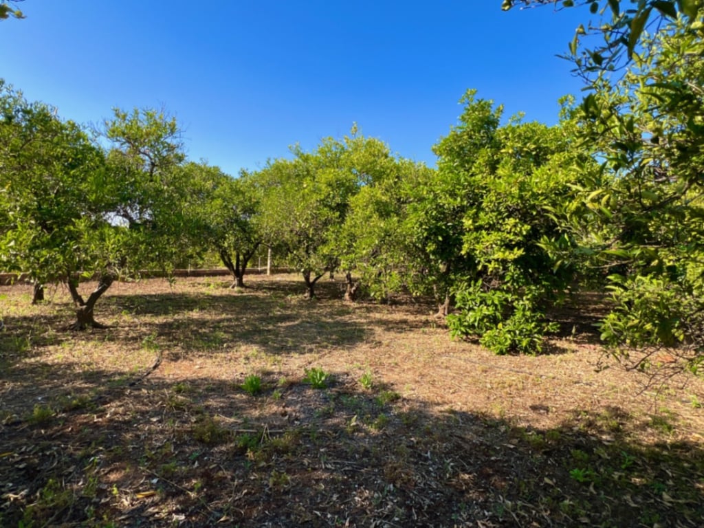 Casa de campo de 4 dormitorios en Pedreguer - 7