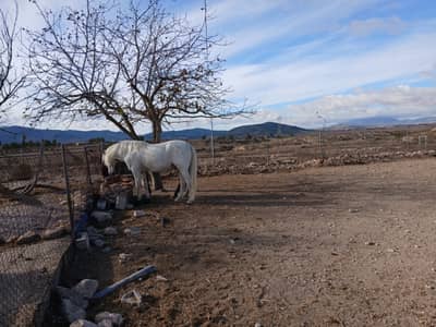 Property #TSR3579C - Image 4