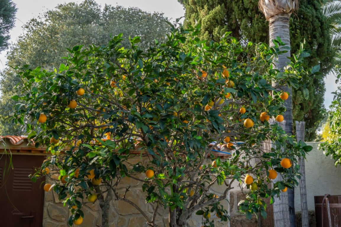 Villa con apartamento de invitados, totalmente renovada y cerca del casco antiguo de Jávea - 40