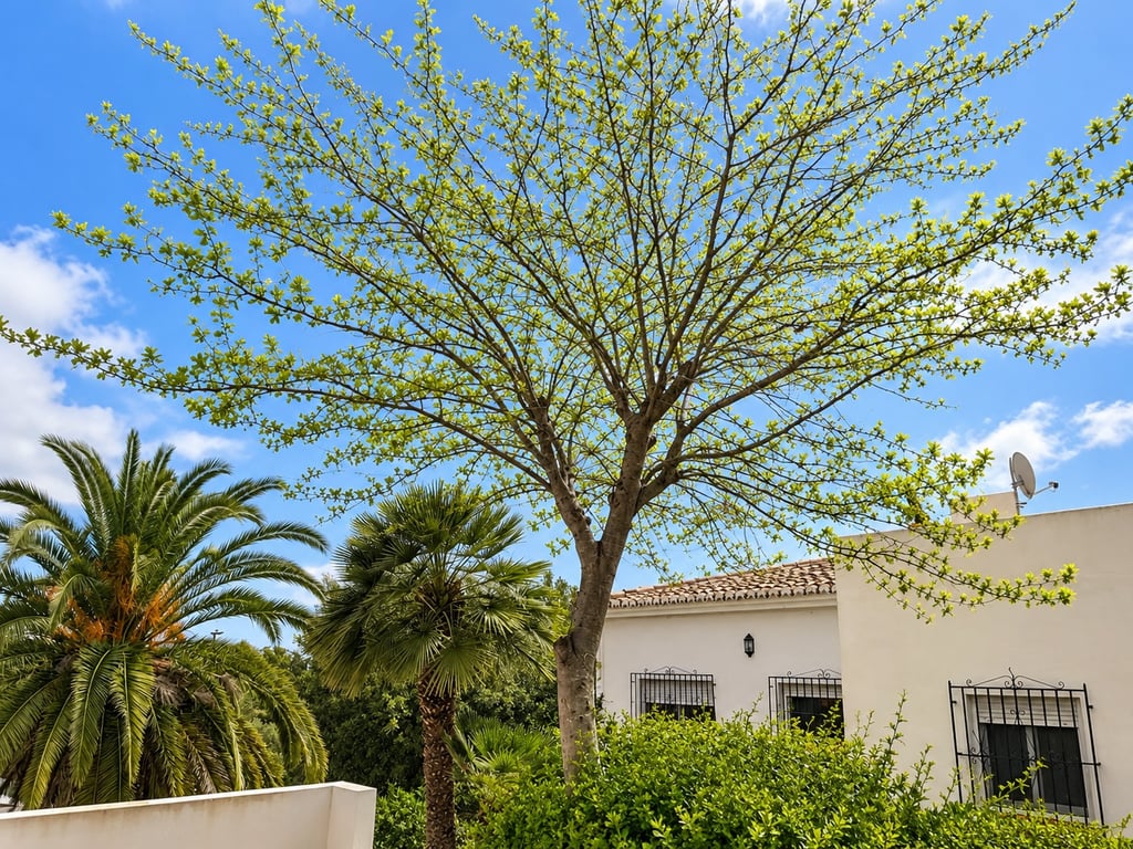 4-bed Villa in Jávea photo 24