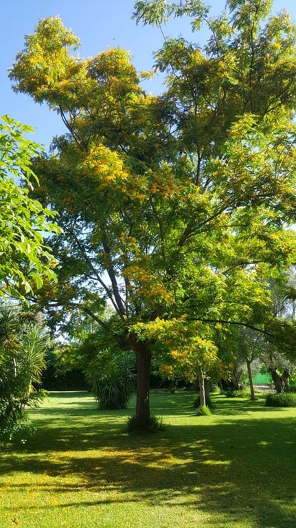 Ondara. Finca amplia en venta - 11