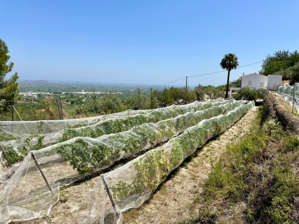 Finca rústica amb bones vistes a Pego - 2