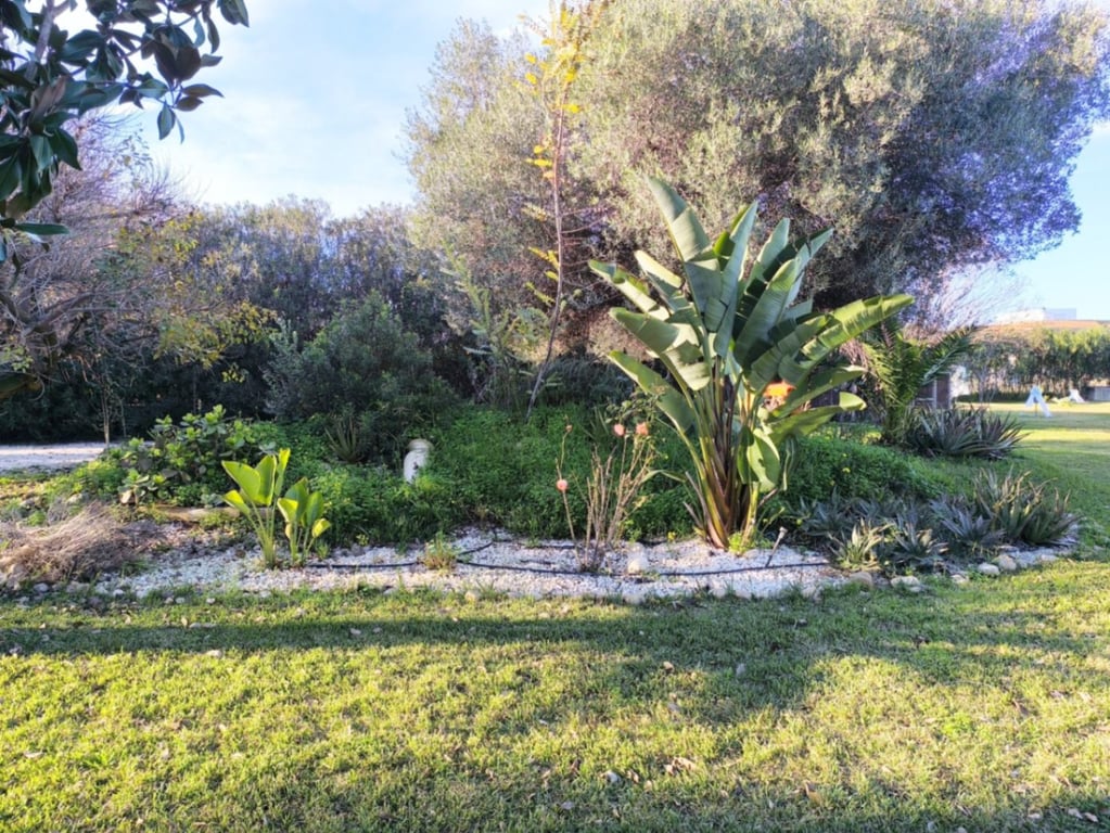 Villa en venta en Ondara con gran parcela llana y dos viviendas independientes - 4