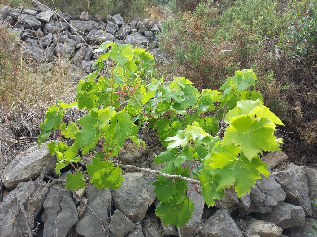 Se vende parcela en pedreguer con licencia de construccion - 38