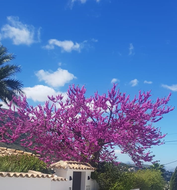 Villa con vistas al mar, en Santa Lucia a Denia - 70