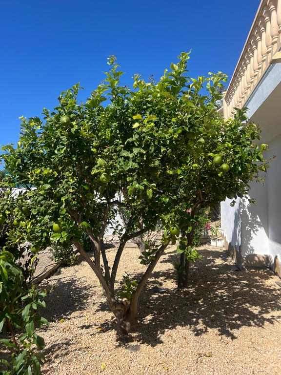 4-bed Villa in Moraira photo 17