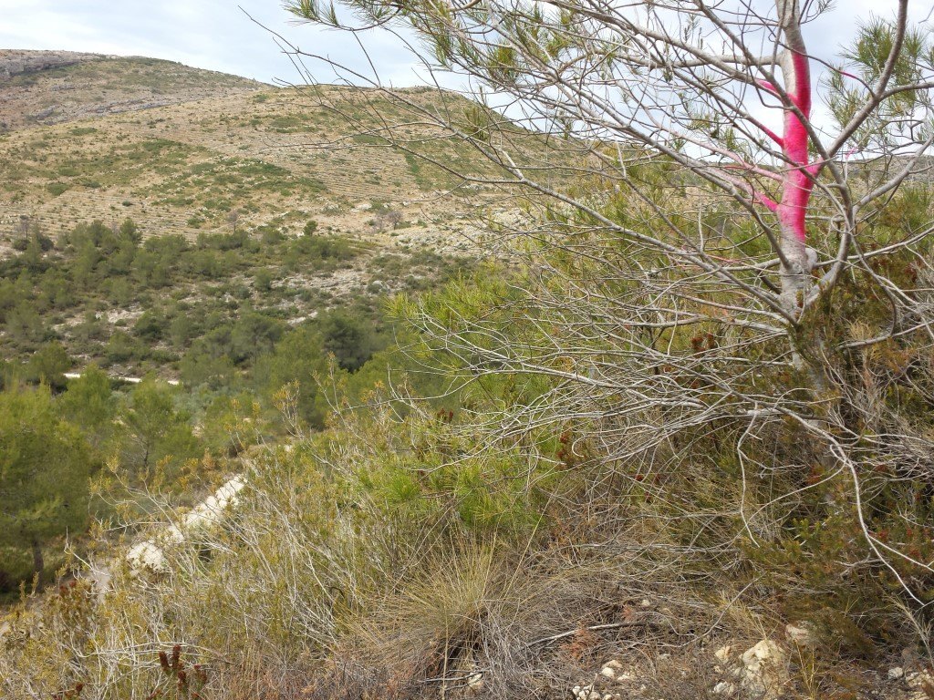 Se vende parcela en pedreguer con licencia de construccion - 34