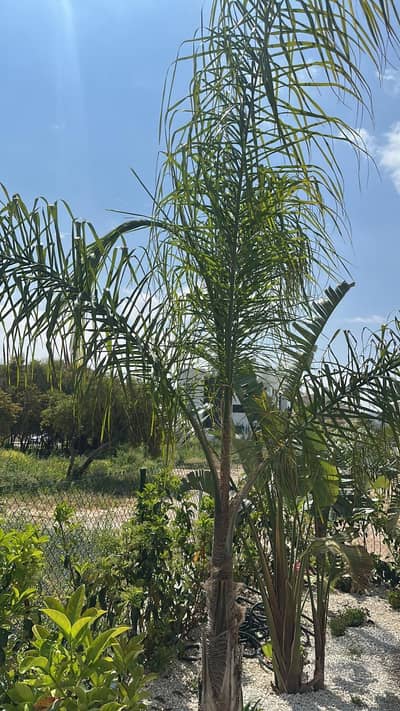 Property #AD 90 - Image 4