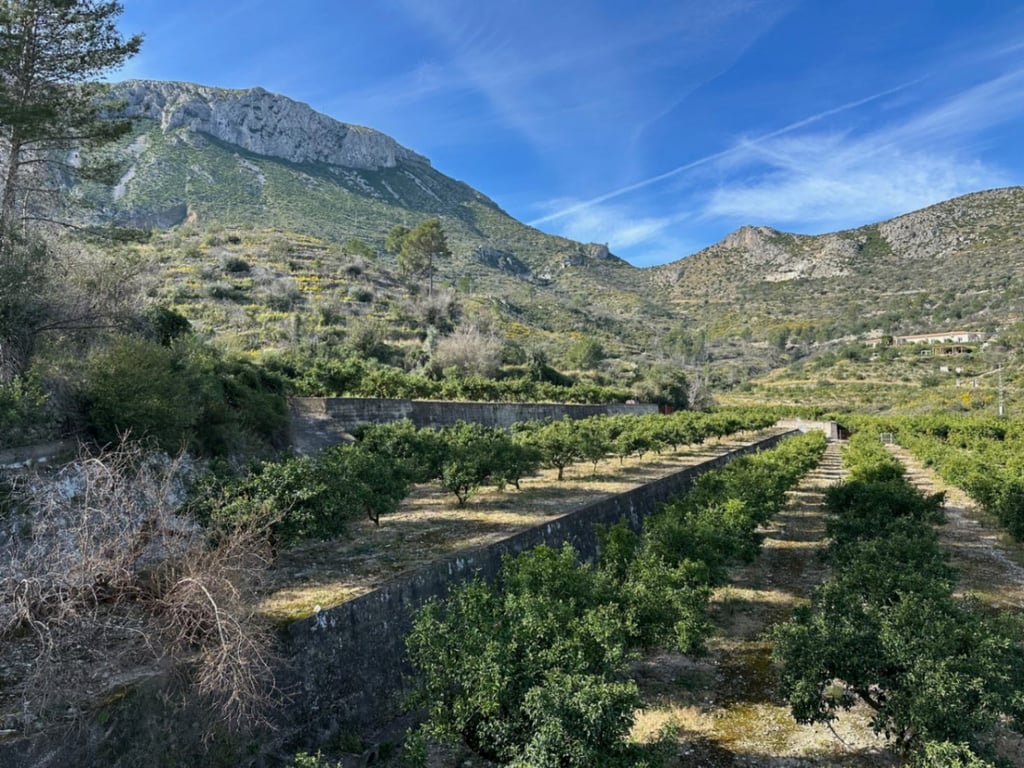 Gran Finca de Naranjos con Vistas al Mar y Posibilidad de Vivienda - 3