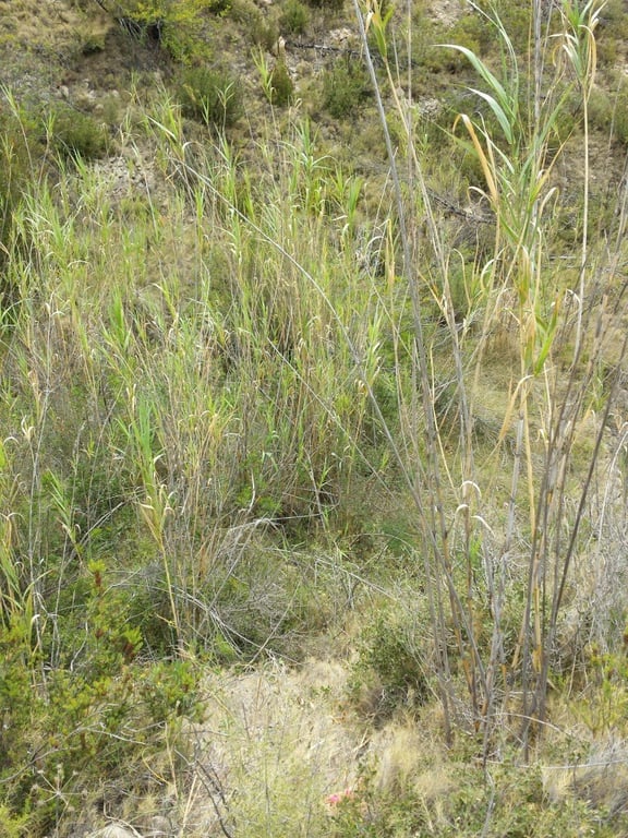 Se vende parcela en pedreguer con licencia de construccion - 31