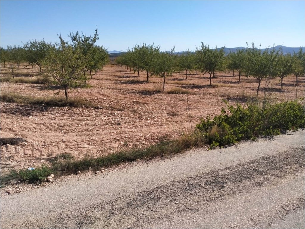 Villa de Obra Nueva Llave en Mano en Pinoso – Exclusividad, Espacio y Confort en Plena Naturaleza - 33
