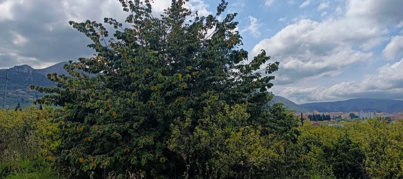 Terreny a Pego apte per a la construcció amb llum i aigua. - 3