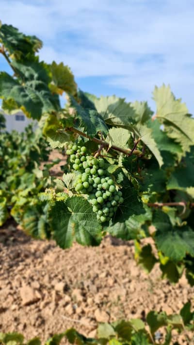 Property #TSR3429C - Image 3