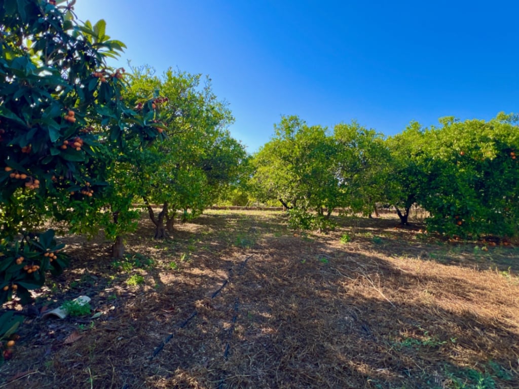 Casa de campo de 4 dormitorios en Pedreguer - 5
