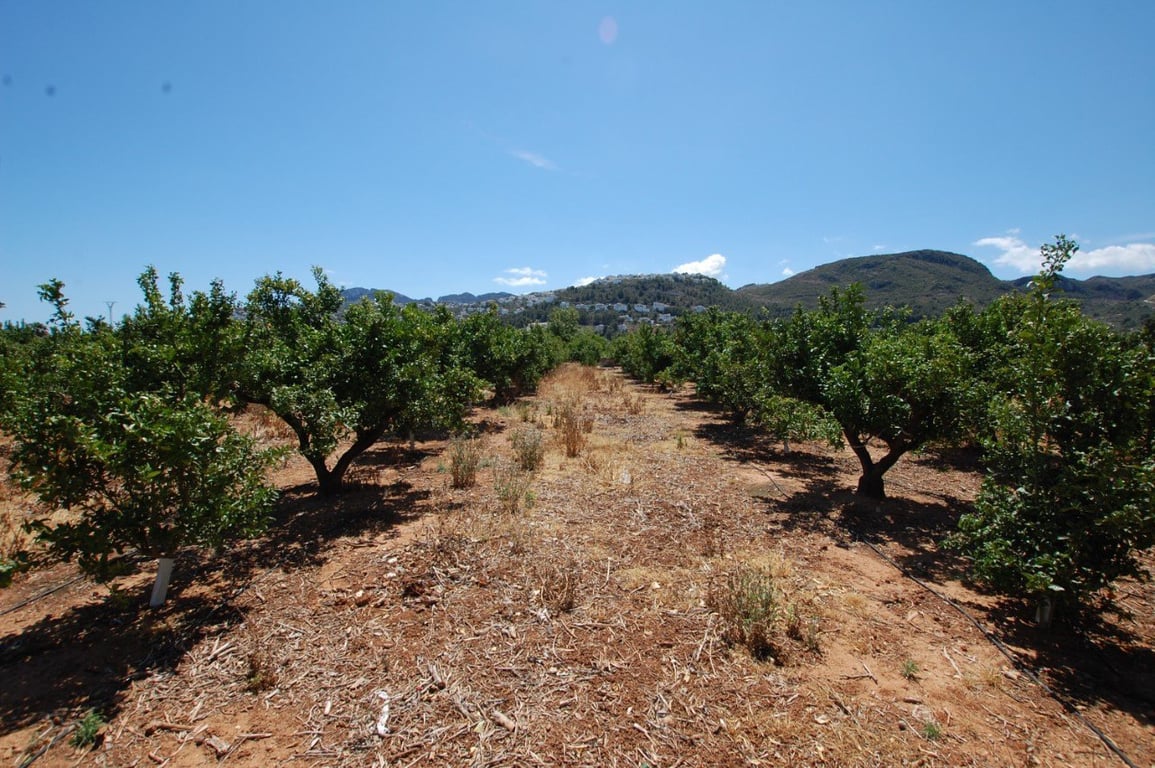 Terreny rústic de 22.000 metres quadrats a Pego - 6