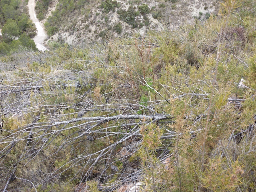 Se vende parcela en pedreguer con licencia de construccion - 7