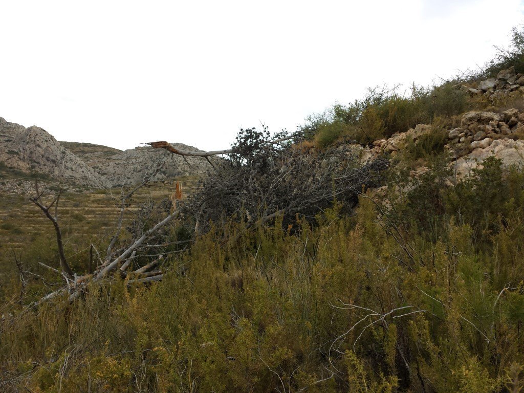 Se vende parcela en pedreguer con licencia de construccion - 8