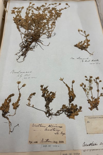 Cerastium alpinum specimen in the collections at The Box Plymouth
