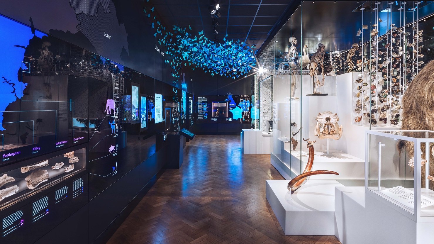 Insect display at The Box