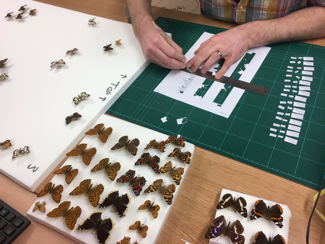 A person pinning butterflies from a natural history collection ready for display