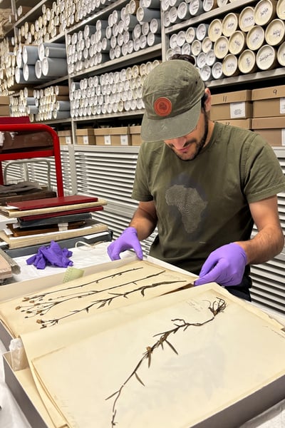 A volunteer helping with the herbarium inventory at The Box Plymouth