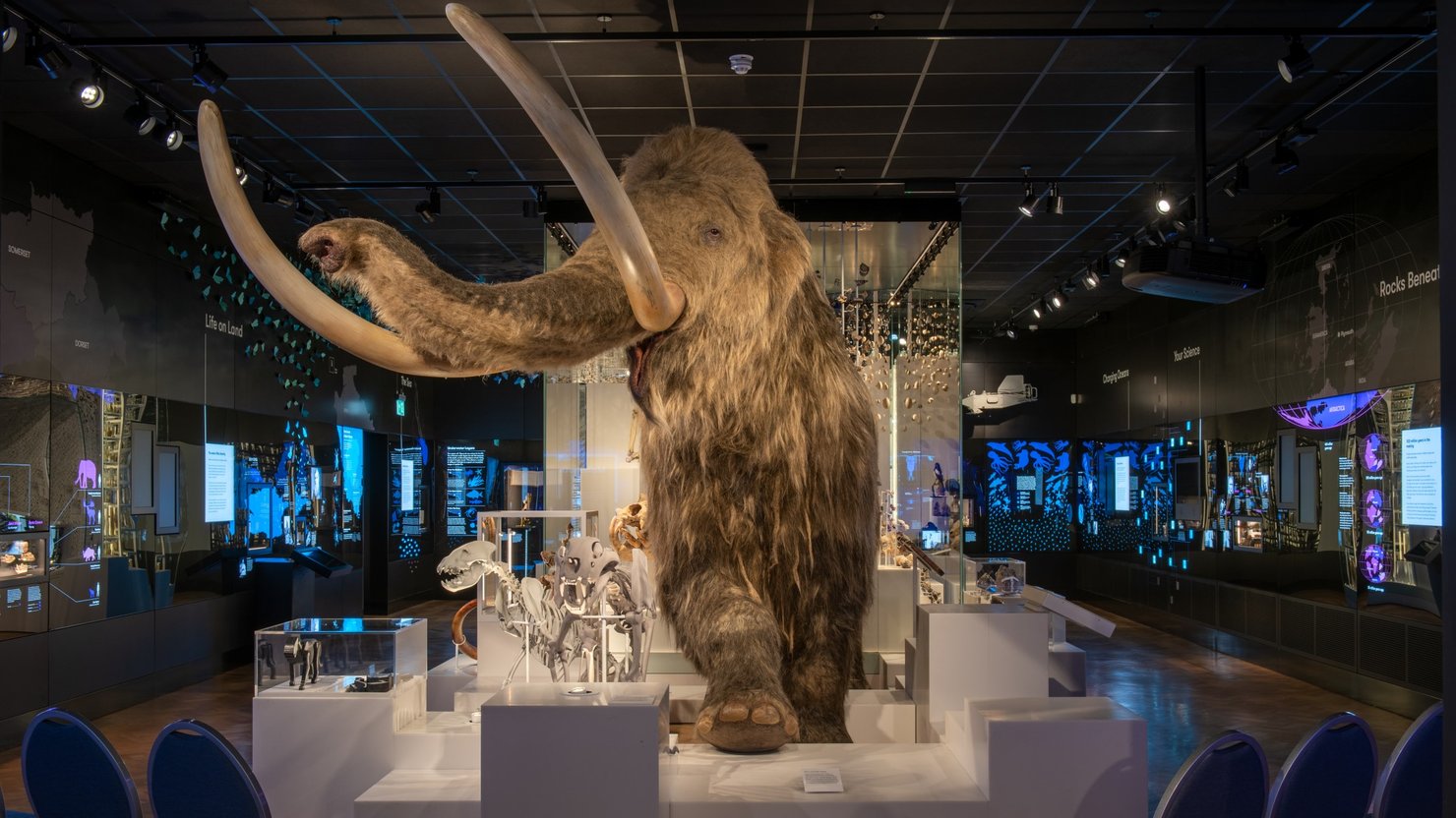 Photograph showing setup in natural history gallery with woolly mammoth model in the foreground