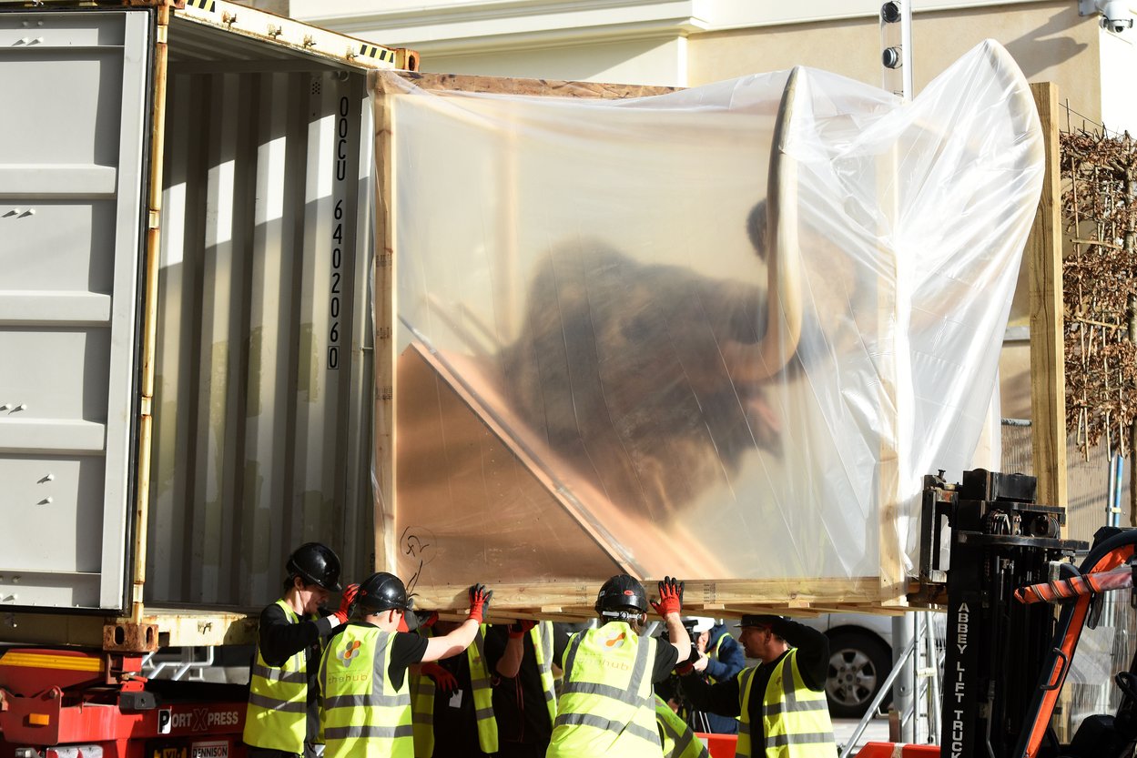 Group of workmen lifting a replica mammoth in its packaging off a lorry