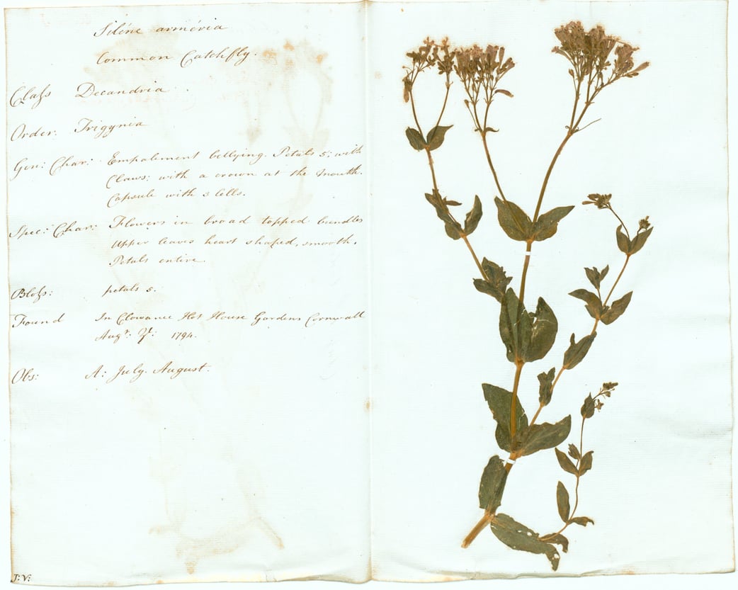 Science: Make your own Herbarium