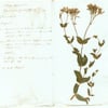 Science: Make your own Herbarium | Learning Resources | The Box Plymouth