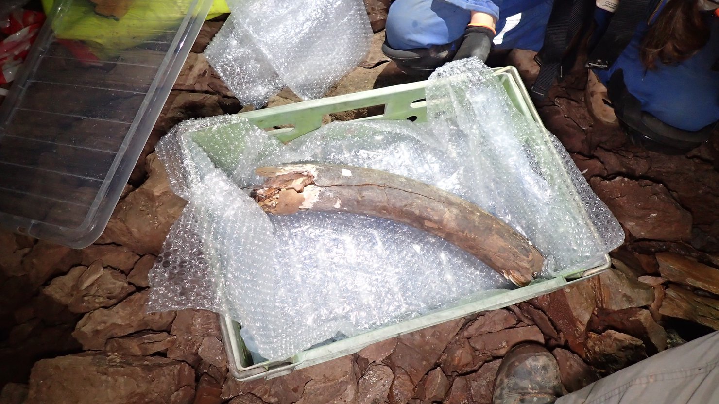 Mammoth tusk, courtesy of AC Archaeology