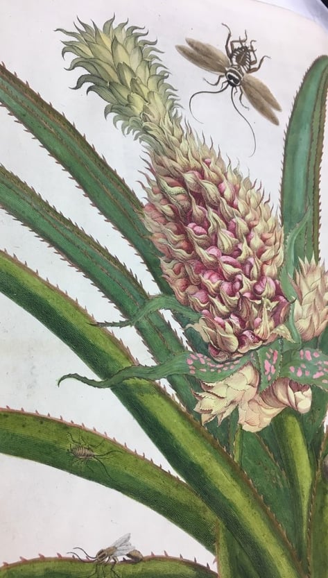 Illustration of a pineapple by Maria Sybilla Merian