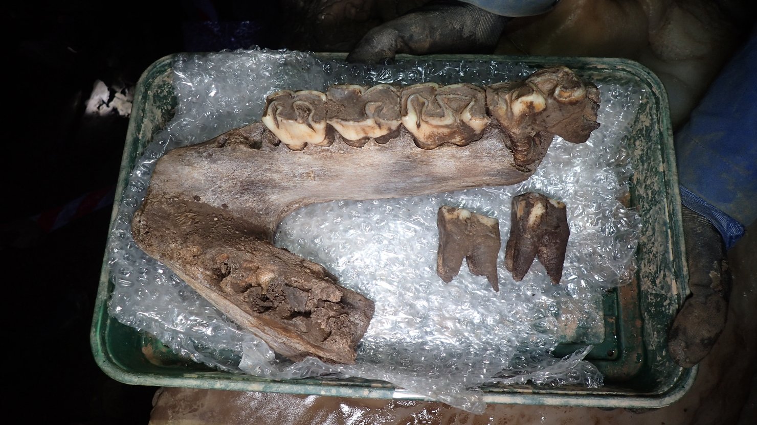 Woolly Rhinoceros mandible, courtesy of AC Archaeology